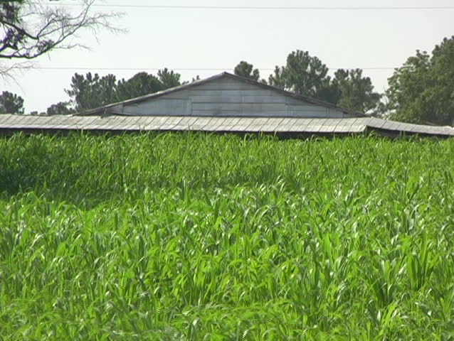 Lush Green Plants In A Field Blow In The Breeze With A Tin Building In The Background.
