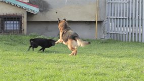 dog run/two dogs playing in the grass and running quickl