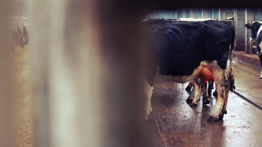 Modern farm barn with milking cows eating hay/Cows feeding on dairy farm/Cows in cowshed/Calf feeding on farm/Livestock on farm/Tractor in farm barn/Agriculture industry/Milk farm Royalty-Free Stock Footage #14218238
