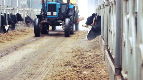 Farmer feeding cows in barn/Cows feeding on dairy farm/Milk cows in barn/Calf feeding on milk farm/Livestock on farm/Tractor in barn/Agriculture industry