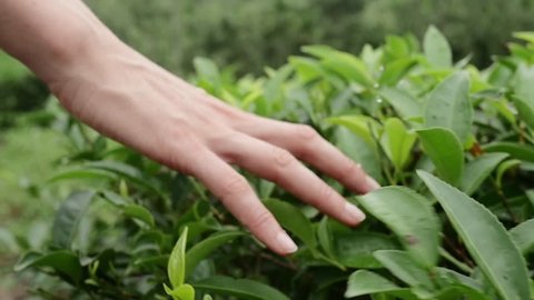 Hand feeling the tea leaves on the plantation
