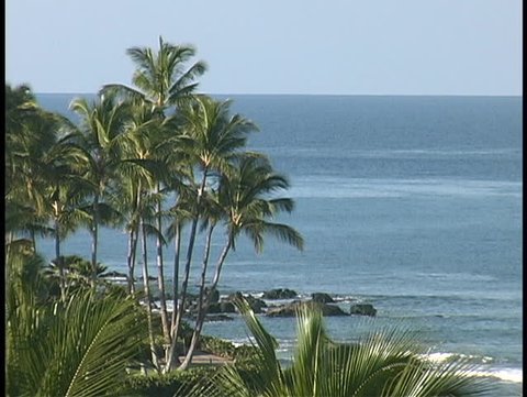 Palm trees grow on a Hawaiian beach.