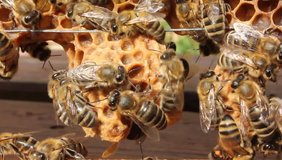 Bees and cocoons Queens Bees.
Future Queen Bee develops in a wax cocoon.
