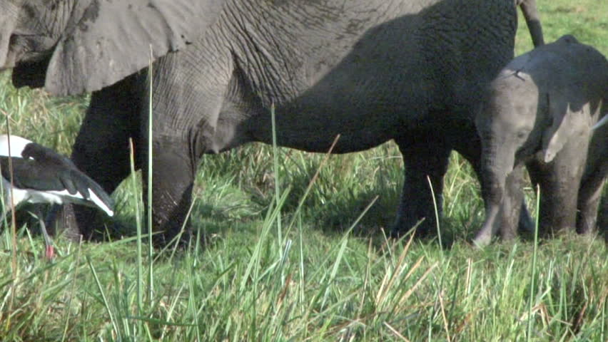 A large stork feeds with an elephant.