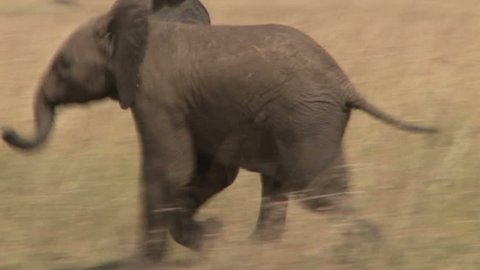 A baby elephant running.