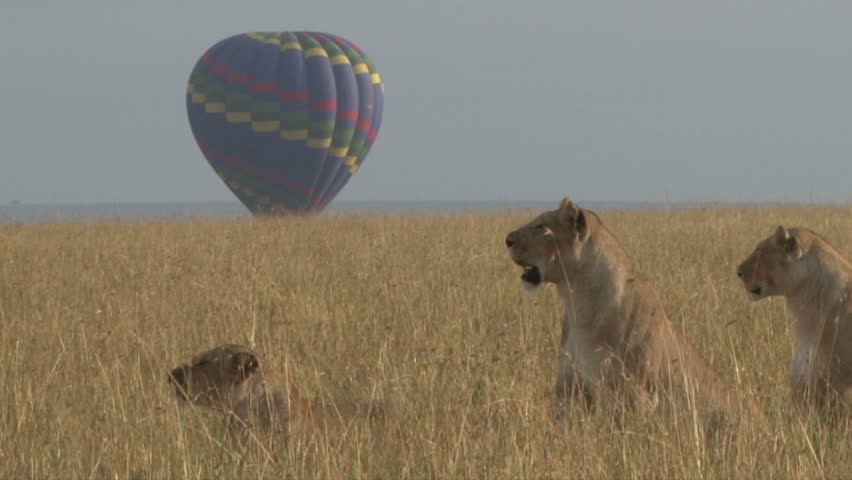 Three lionesses relax in front of a hot air balloon.