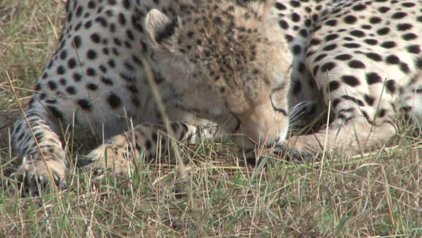 A cheetah cleaning its rear paws.