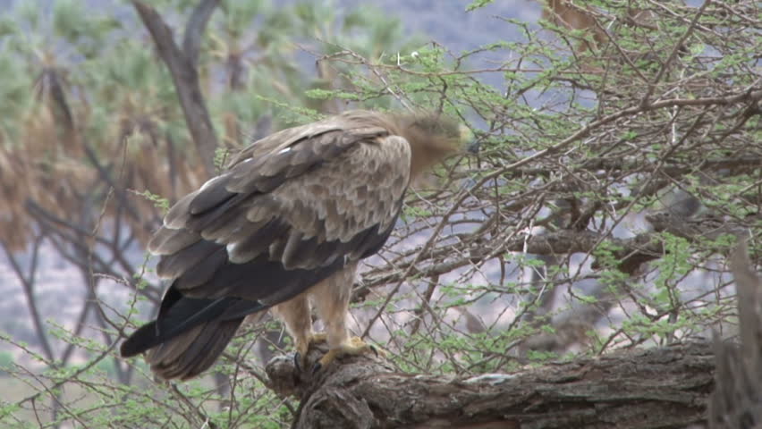 Close up of an eagle on a tree limb.