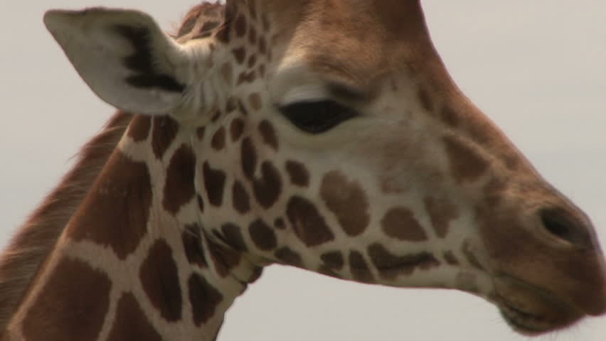 Close up of a giraffe eating