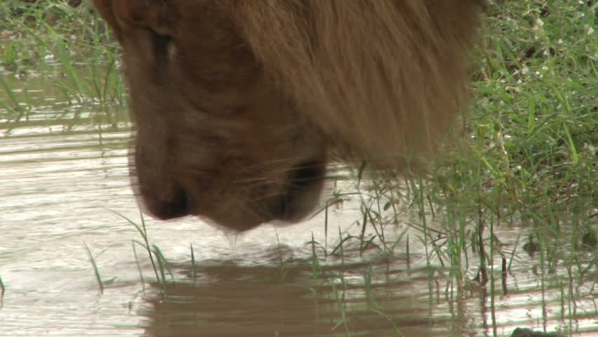 Close up of a lion drinking.