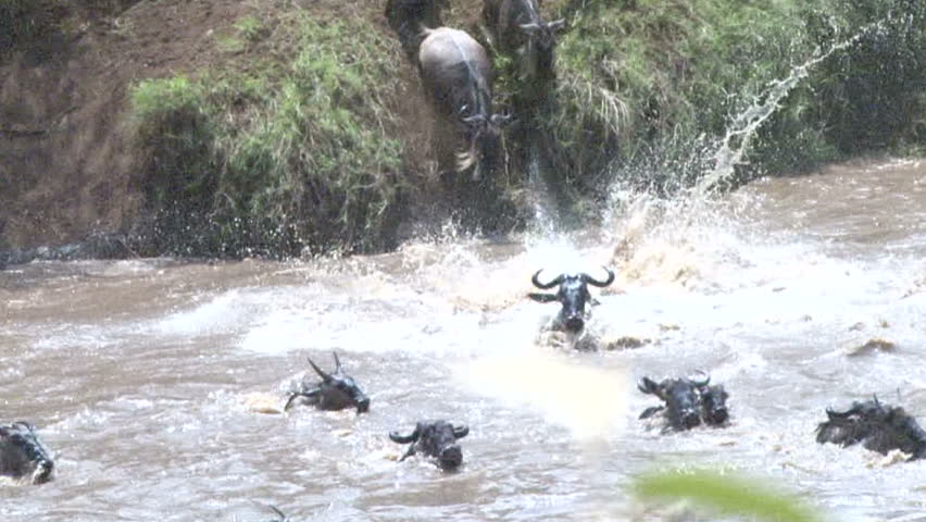 Close up of wildebeests crossing the River Mara.