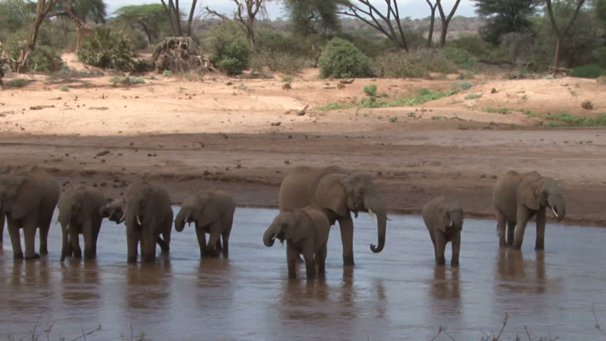 Elephants drinking water.