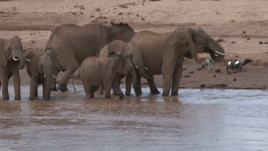 Elephants in a river.