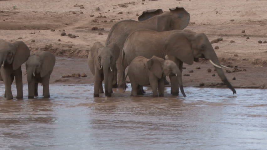 Elephants in a river.