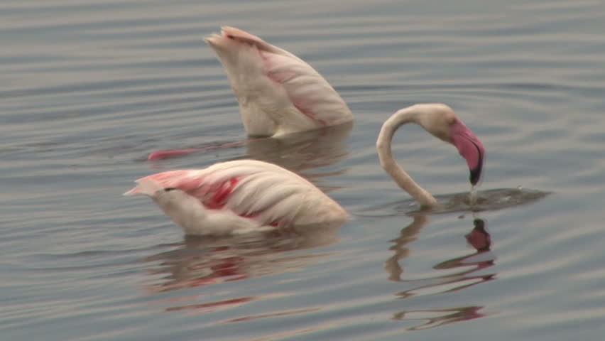 Flamingos feeding upside down.