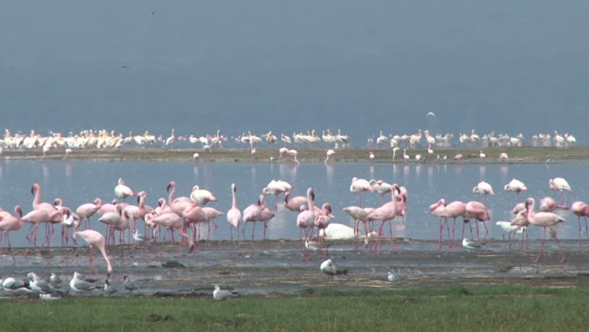 Flock of flamingos in a lake.