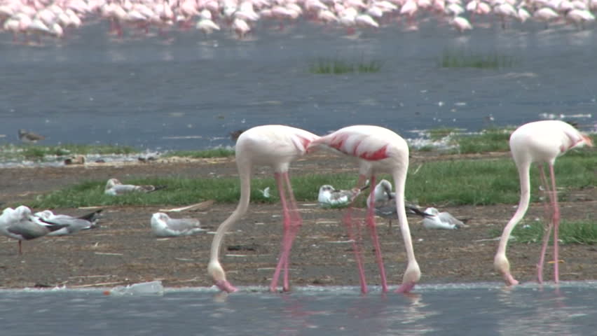 Greater flamingos stirring the water to feed.