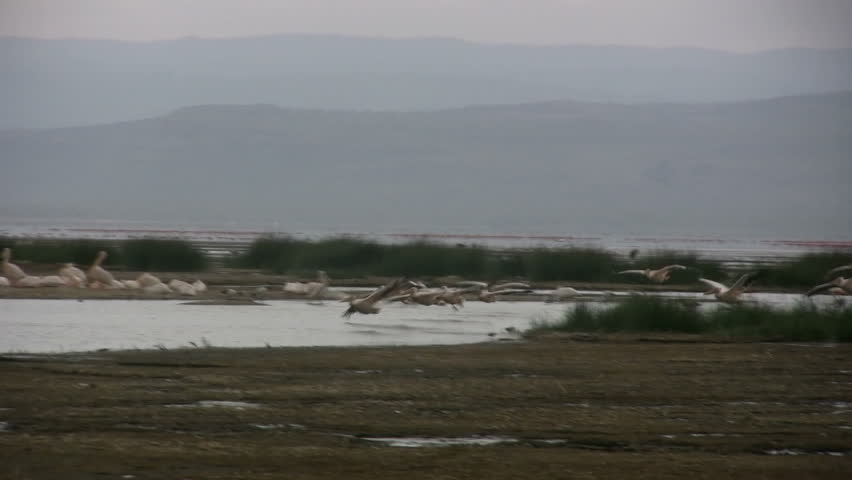 Pelicans landing in a lake.