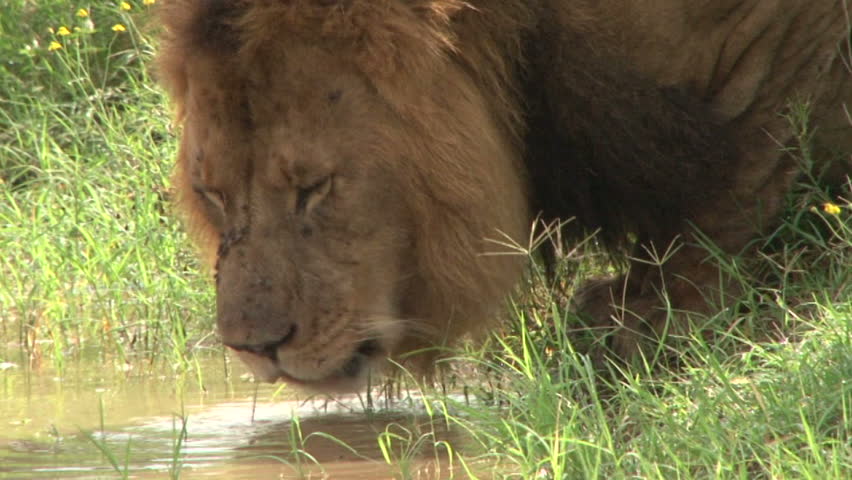 Male lion drinking water.