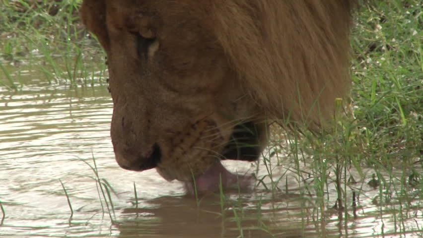 Lion drinking water.