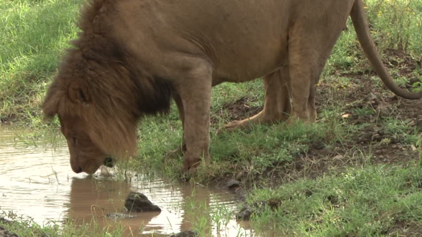 Male lion drinking water.