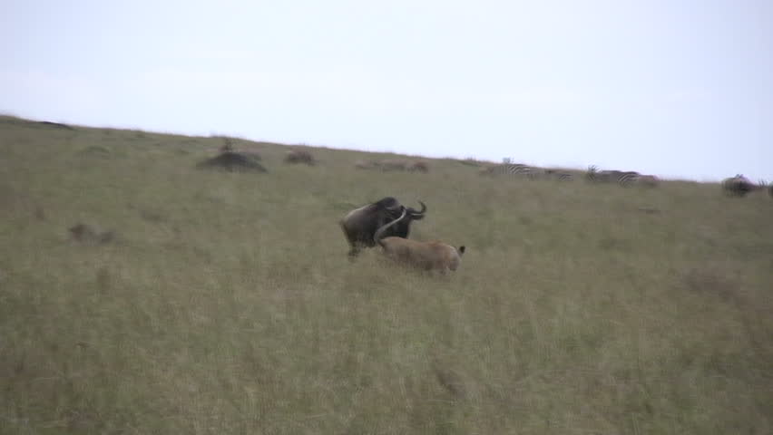 Wildebeest trying to fend off a lion.