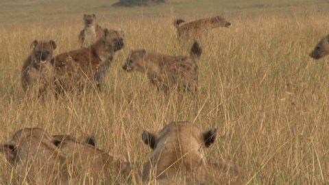 Group of hyenas confront two resting female lions.