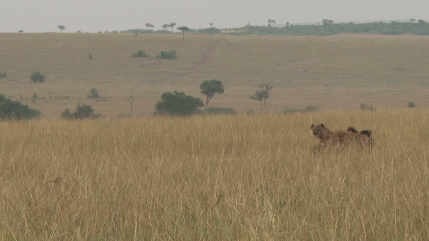 Group of four hyenas in tall grass.