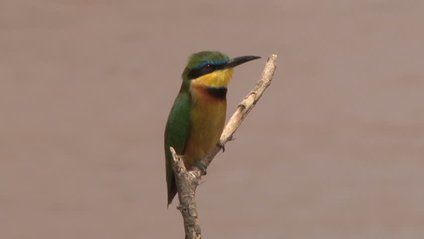 Little bee eater.