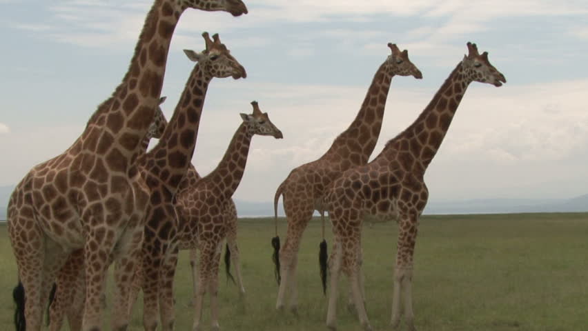 Many giraffes chewing cud.