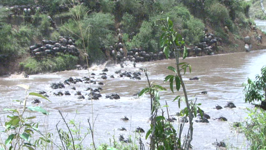 Many wildebeests crossing river.
