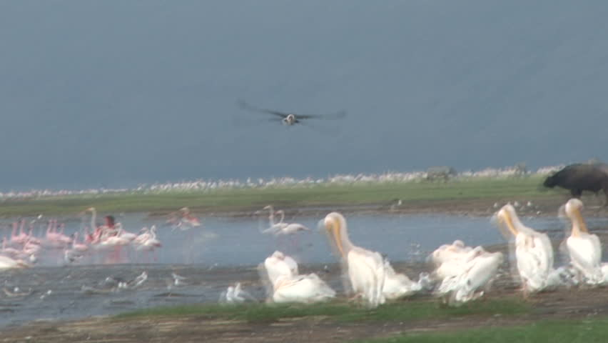 Marabou stork in flight.