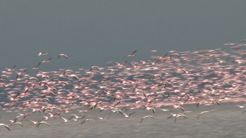 Tremendous flock of flamingos in flight.