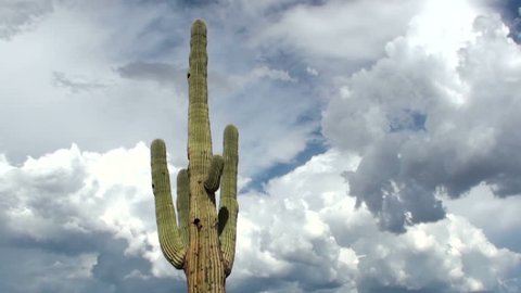 Time Lapse, Giant saguaro cactus looms in swirling, monsoon cloud-filled sky. 1920x1080