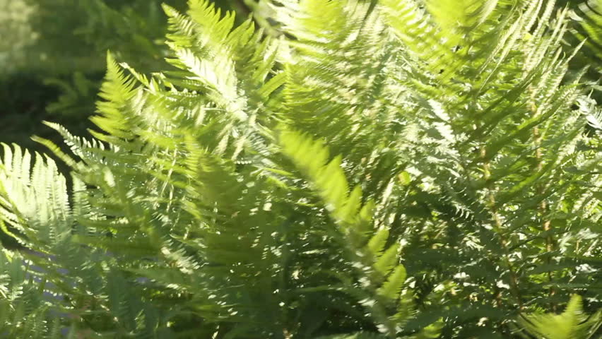 Fresh green fern | Shutterstock HD Video #1422658