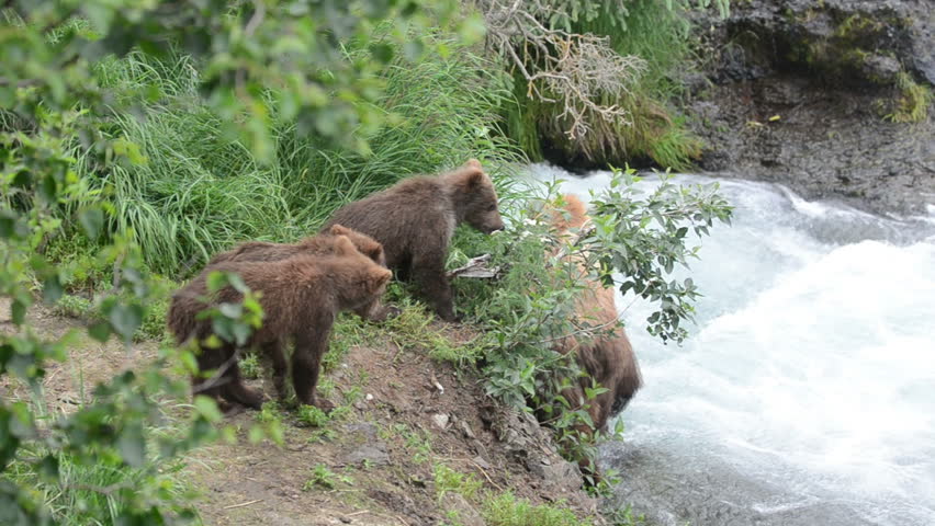 An Alaskan brown bear fishes for salmon in a fast moving stream while three cubs play along the shoreline in Katmai National Park, Alaska.