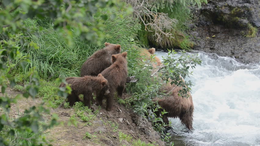 An Alaskan brown bear fishes for salmon in a fast moving stream while three cubs play along the shoreline in Katmai National Park, Alaska.