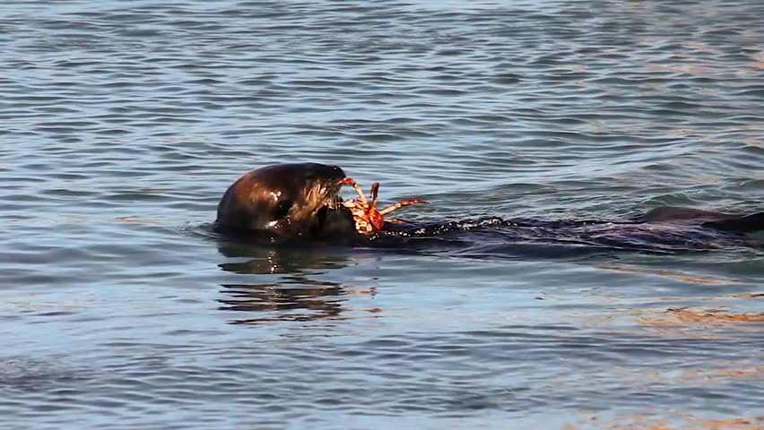 The Endangered Sea Otter (Enhydra lutris nereis) Eats a Crab in California