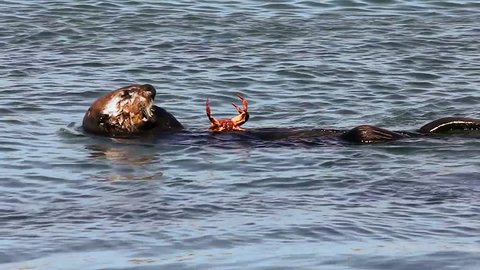 The Endangered Sea Otter (Enhydra lutris nereis) Eats a Crab in California