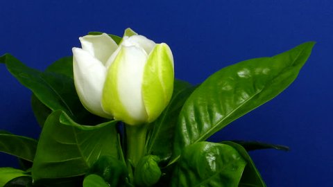 Time-lapse of gardenia flower opening 2 