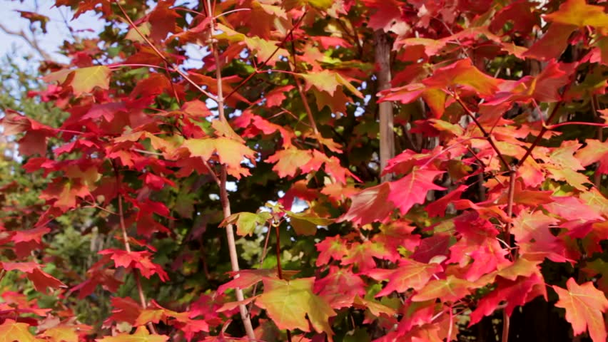 A dolly shot of vibrant colorful leafs during the fall season.