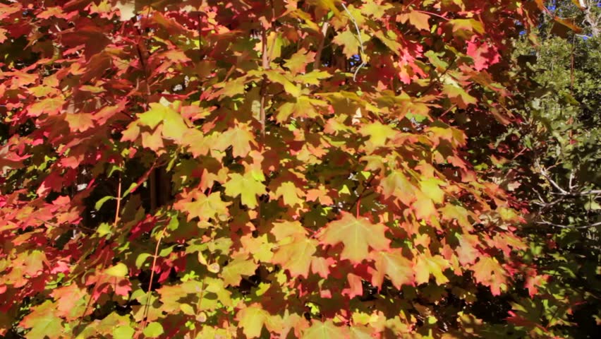 A dolly shot of vibrant colorful leafs during the fall season.