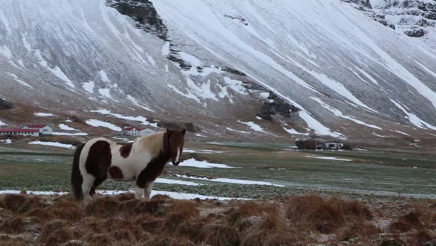 Icelandic horse - Iceland