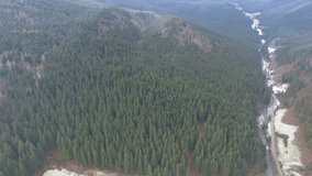 flight over the pine forest 