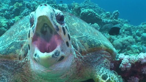 turtle open mouth underwater close on corals ocean scenery close up mouth