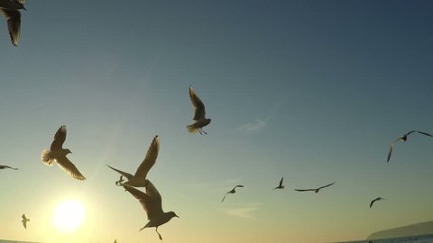 SLOW motion, Seagull Birds flying and fishing in the sea. Beautiful sunrise over the ocean, sun flare.
