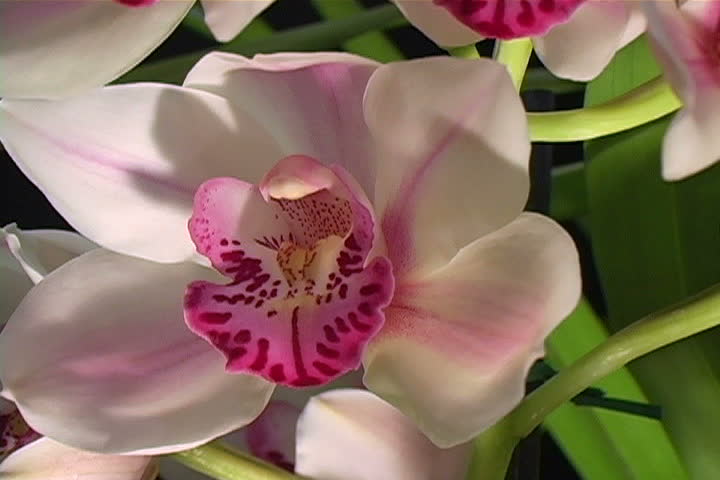 Slow pan up shows detail of beautiful orchids.