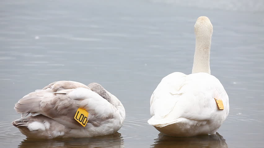 Pair of tagged Trumpeter Swan, Cygnus buccinator