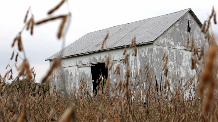 Old Barn seen from soy bean field