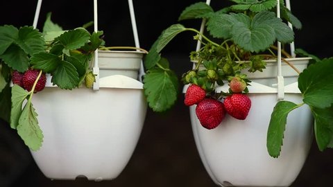 strawberry in the pot. decorative plant